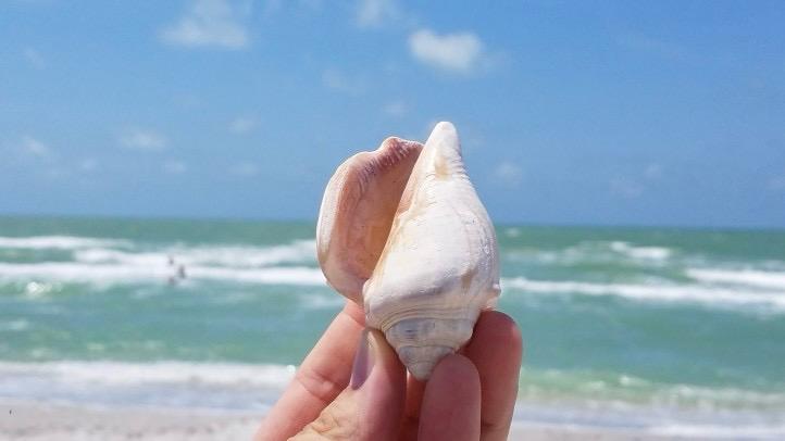 Seashell on Bowman’s Beach in Sanibel Island Florida