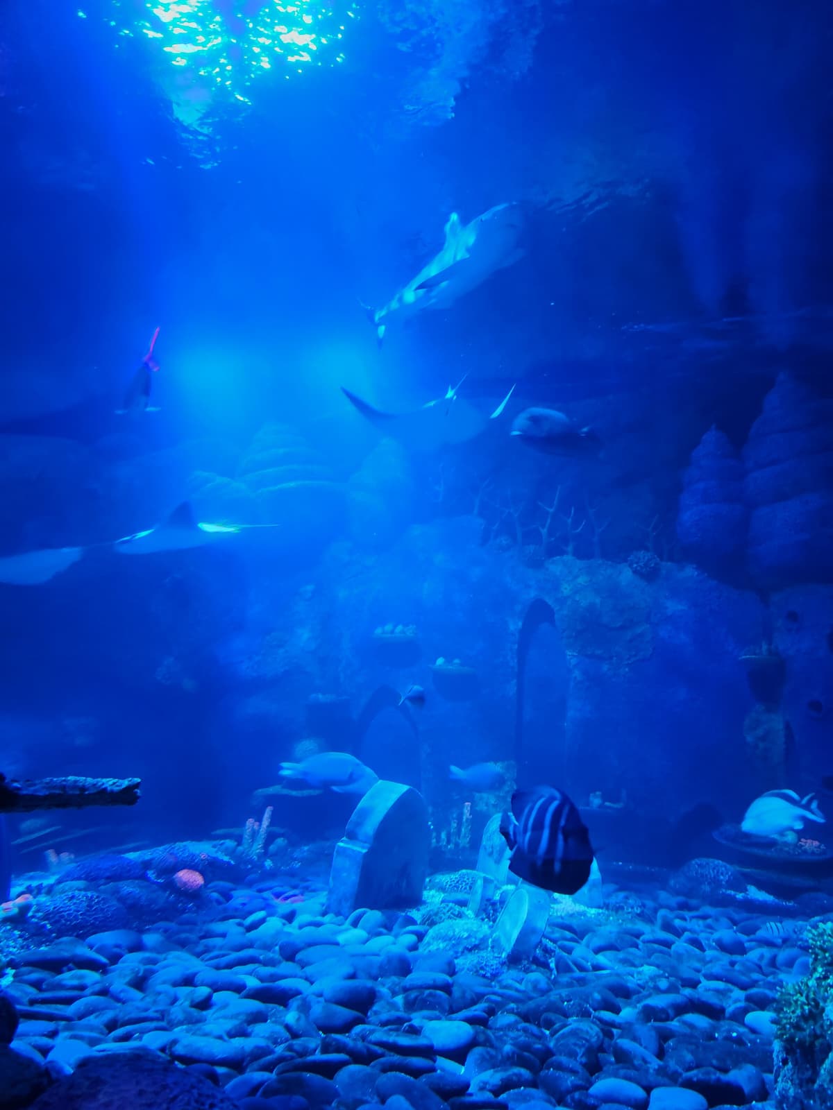 Aquarium Sea Life à Legoland Florida avec raies et poissons tropicaux